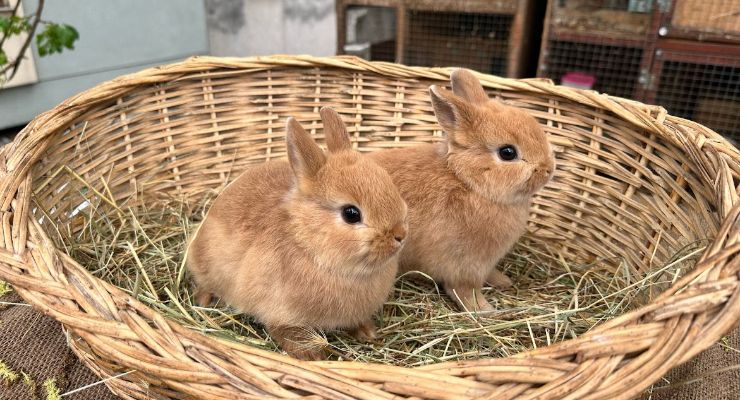 Eskişehir Büyümeyen Tavşan