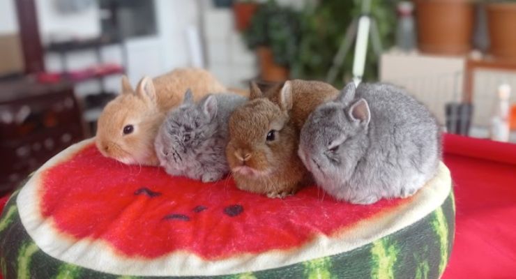 Eskişehir Cins Tavşan