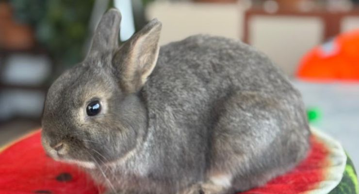 Eskişehir Ev Tavşanı