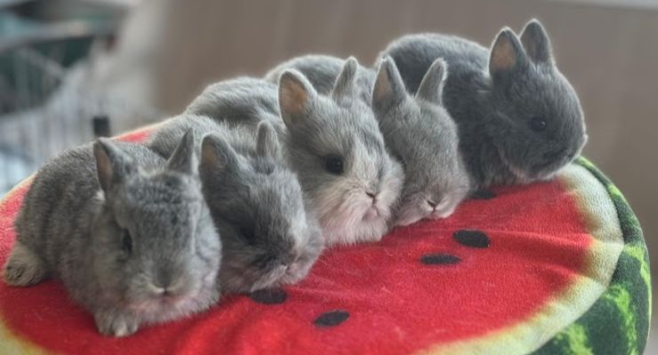 Eskişehir Evcil Tavşan