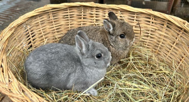 Eskişehir Yavru Tavşan
