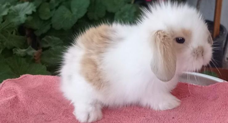 Eskişehir Hollanda Lop Tavşan